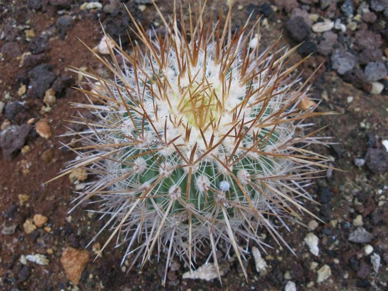 Stenocactus sulphureus 