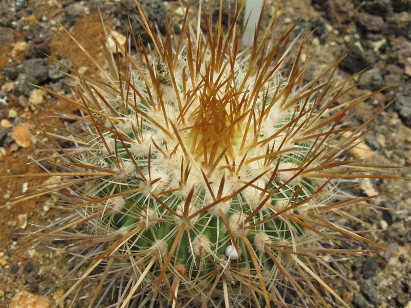 Stenocactus sulphureus 