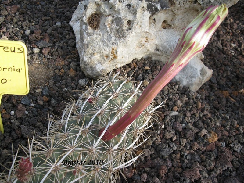 Stenocereus eruca 