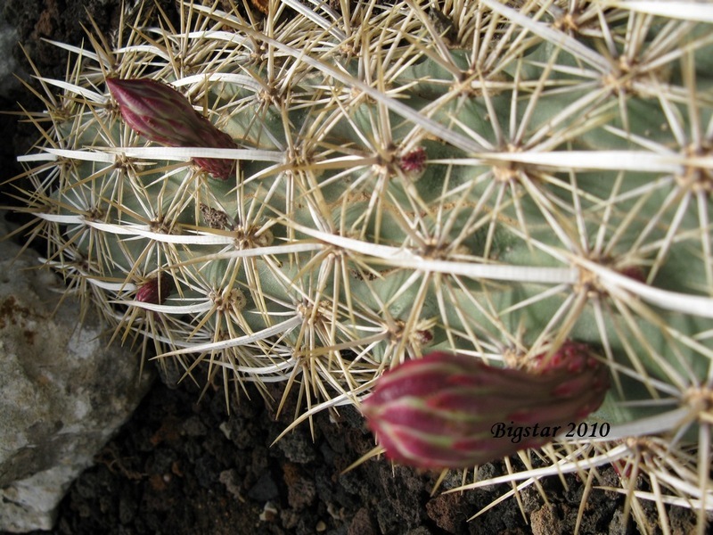 Stenocereus eruca 