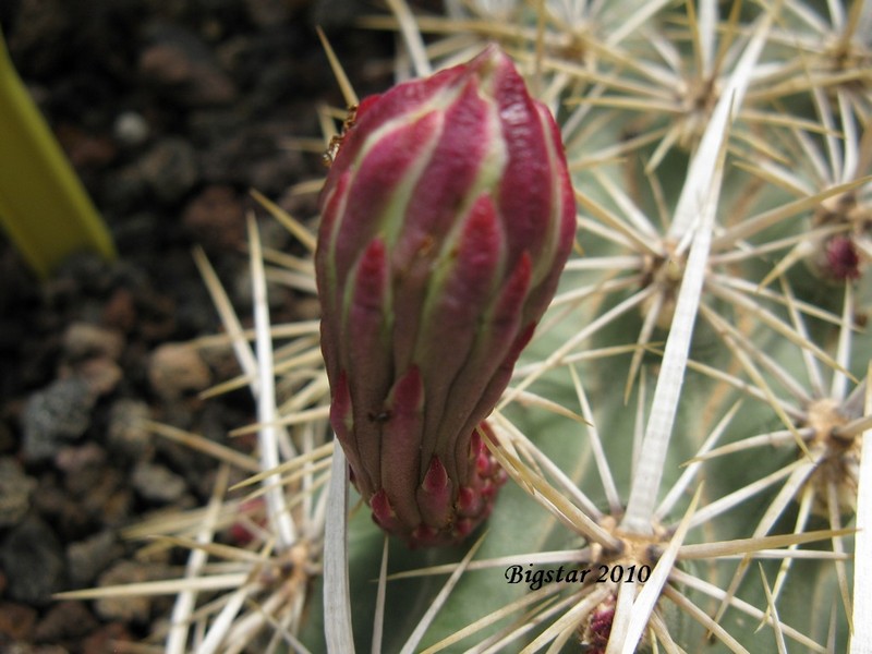 Stenocereus eruca 