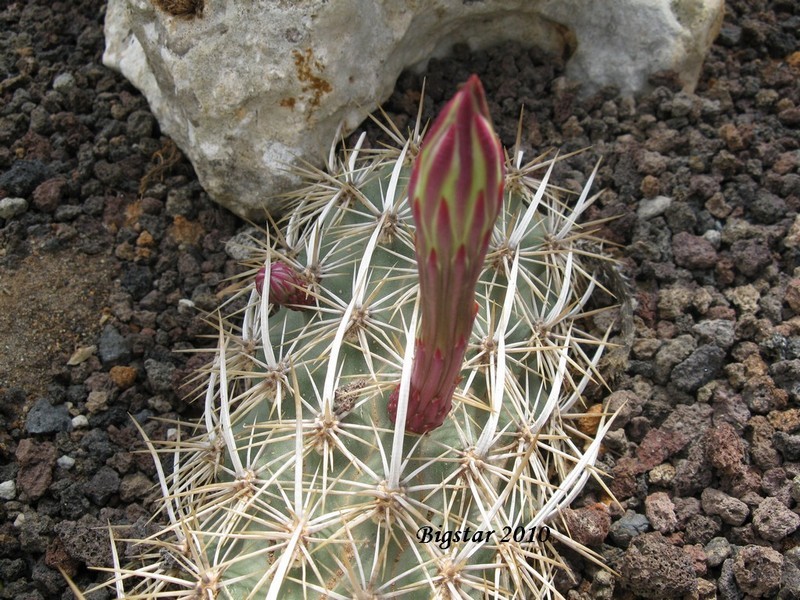 Stenocereus eruca 