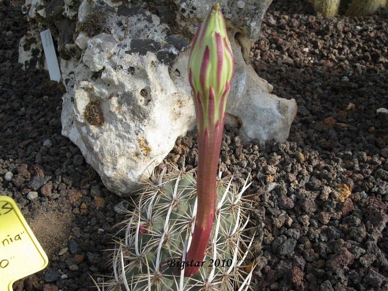 Stenocereus eruca 