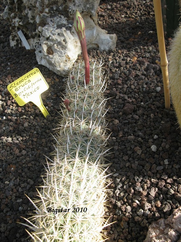 Stenocereus eruca 