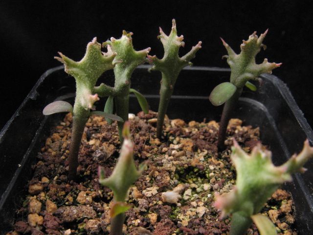 euphorbia stenoclada