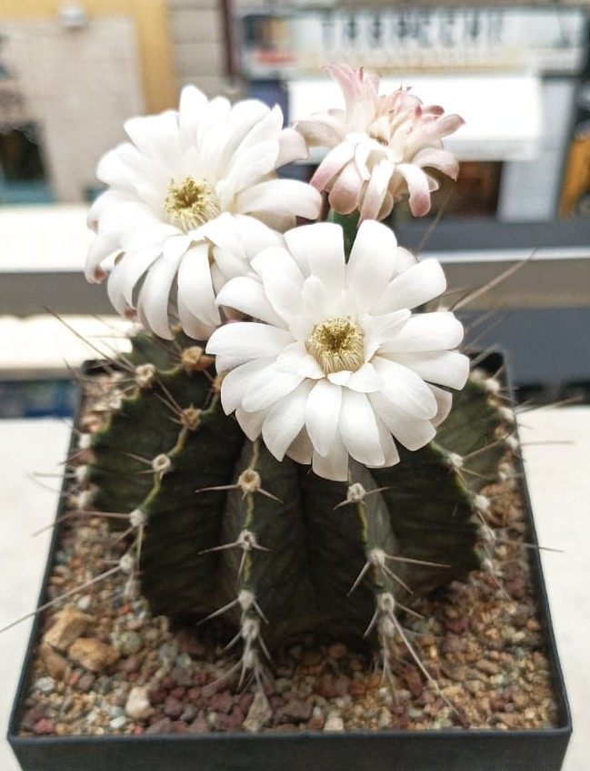 Gymnocalycium stenopleurum 