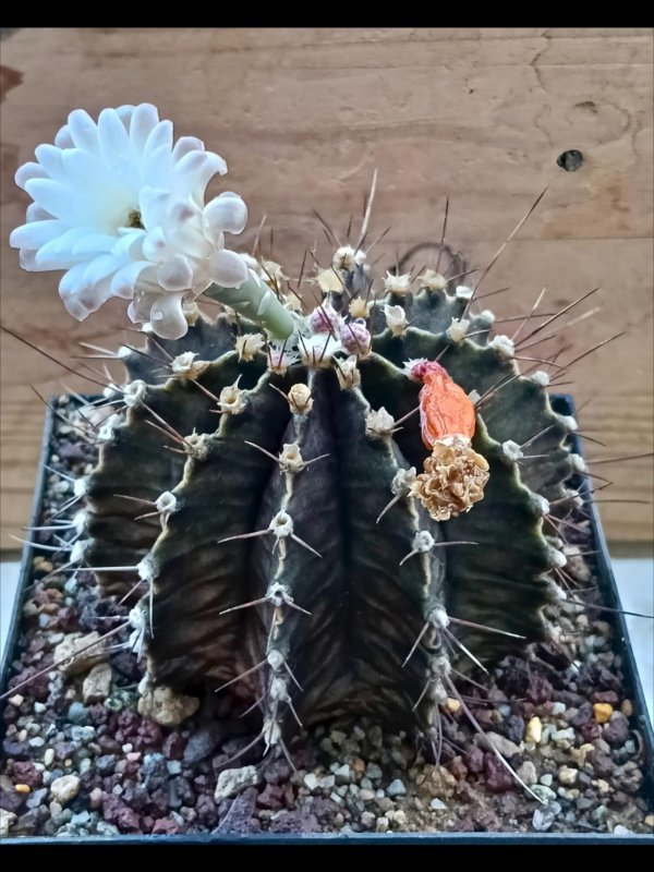 Gymnocalycium stenopleurum 
