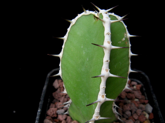 euphorbia strangulata