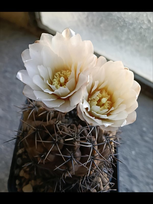 Gymnocalycium striglianum 