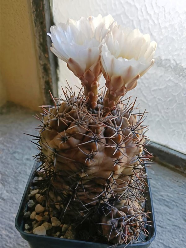 Gymnocalycium striglianum 