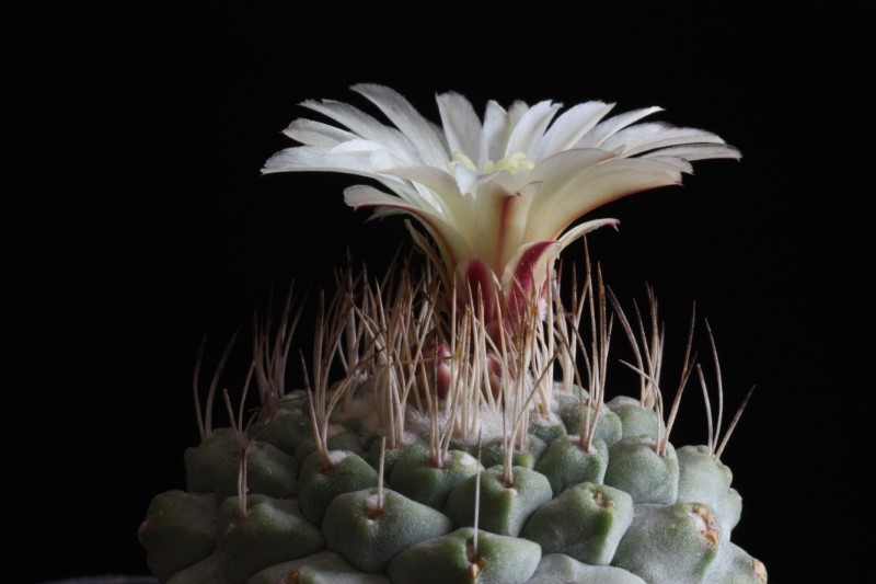 Strombocactus disciformis 