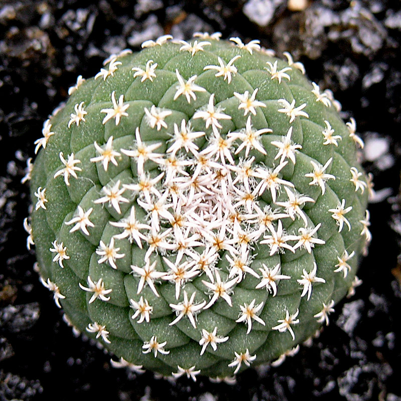 Strombocactus disciformis 