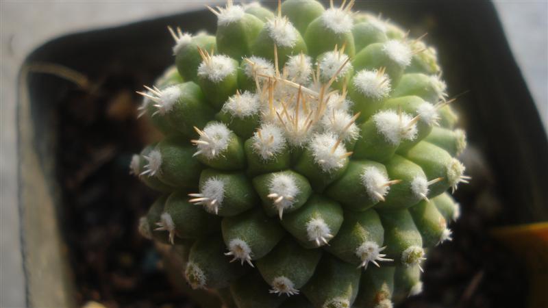 Strombocactus disciformis f. monstruosus 