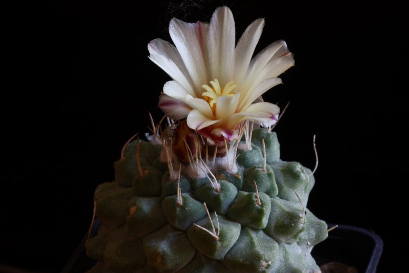 Strombocactus disciformis 