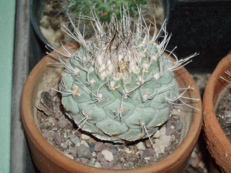 Strombocactus disciformis 