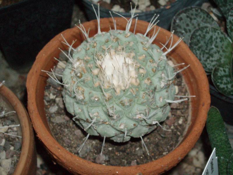 Strombocactus disciformis 