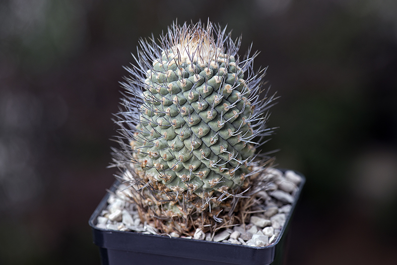 Strombocactus disciformis 