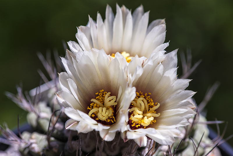 Strombocactus disciformis 