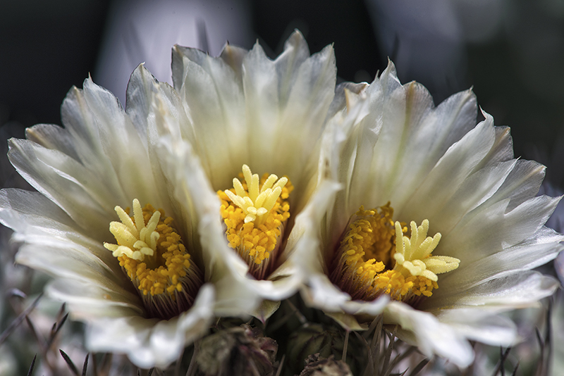 Strombocactus disciformis 