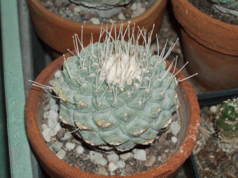 Strombocactus disciformis 