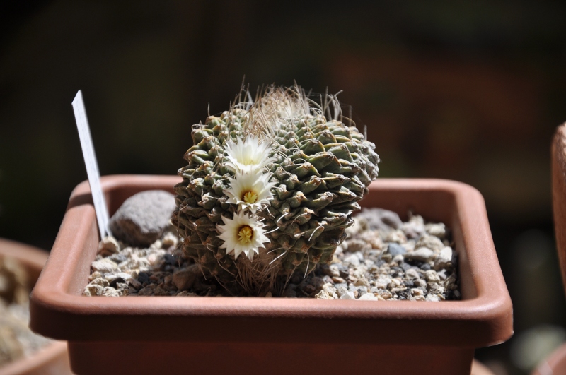 Strombocactus disciformis 