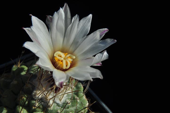Strombocactus disciformis 