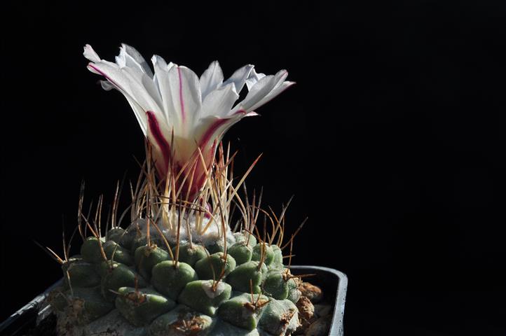 Strombocactus disciformis 