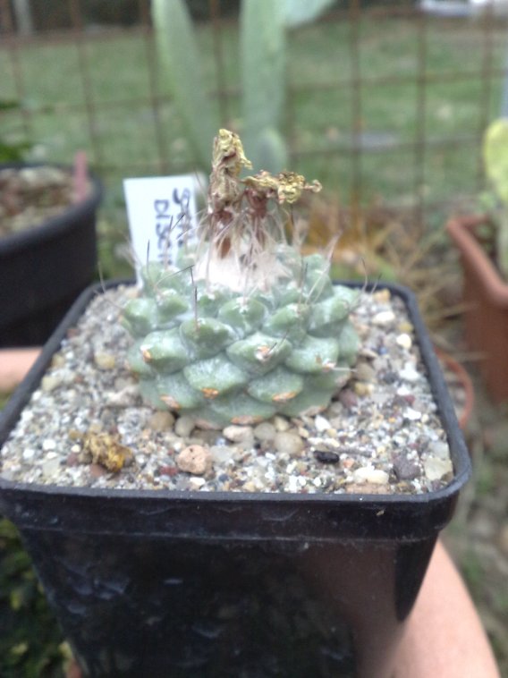 Strombocactus disciformis 