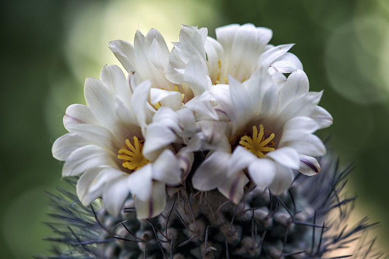 Strombocactus disciformis 