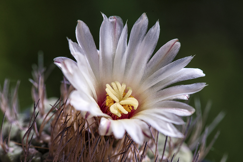 Strombocactus disciformis 