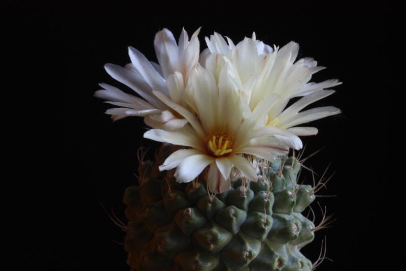 Strombocactus disciformis 
