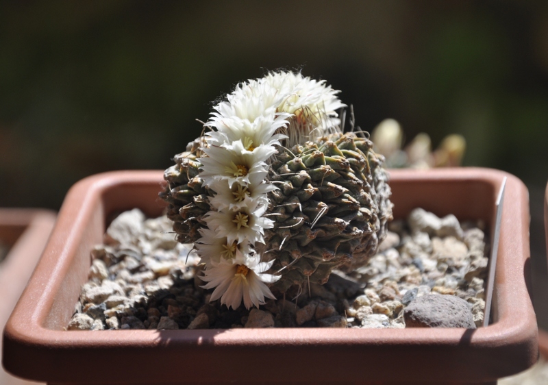 strombocactus disciformis f. cristatus