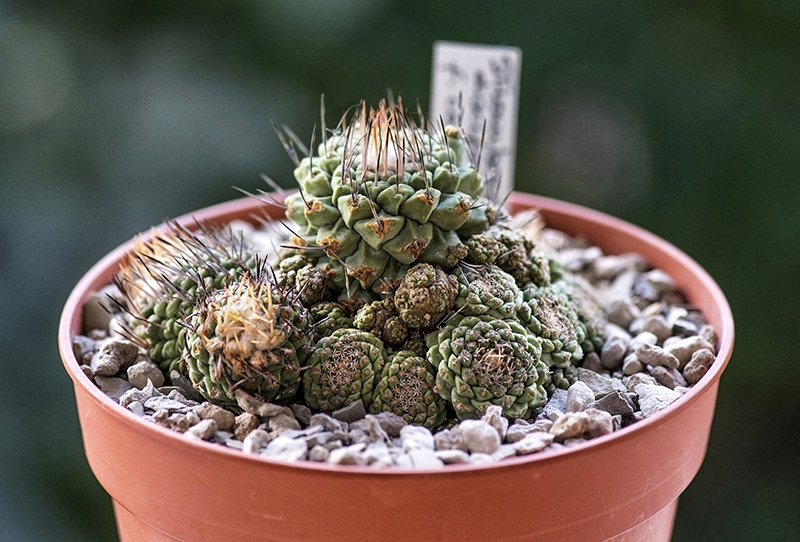 Strombocactus disciformis f. caespitosus 