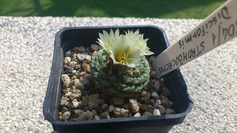 Strombocactus disciformis 