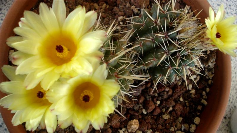 Parodia submammulosa 