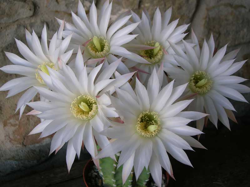 Echinopsis subdenudata 