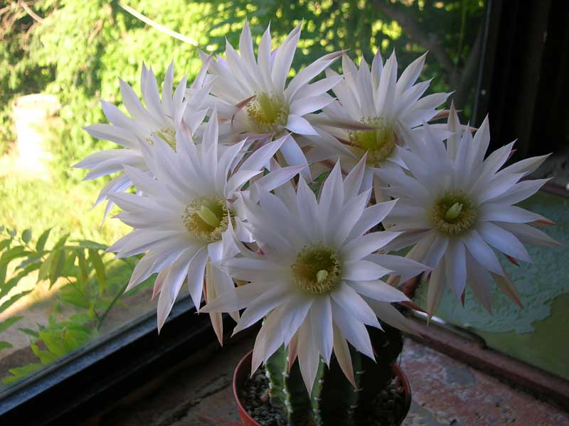 Echinopsis subdenudata 