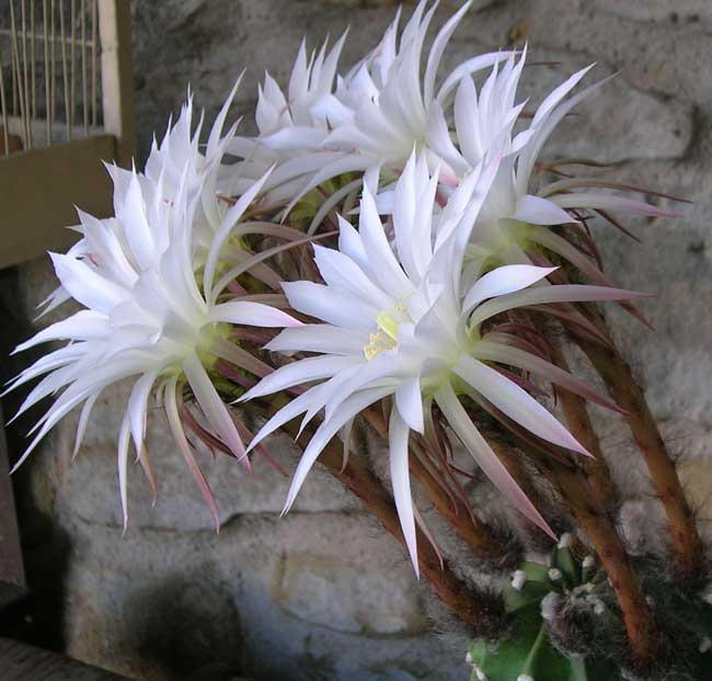 Echinopsis subdenudata 