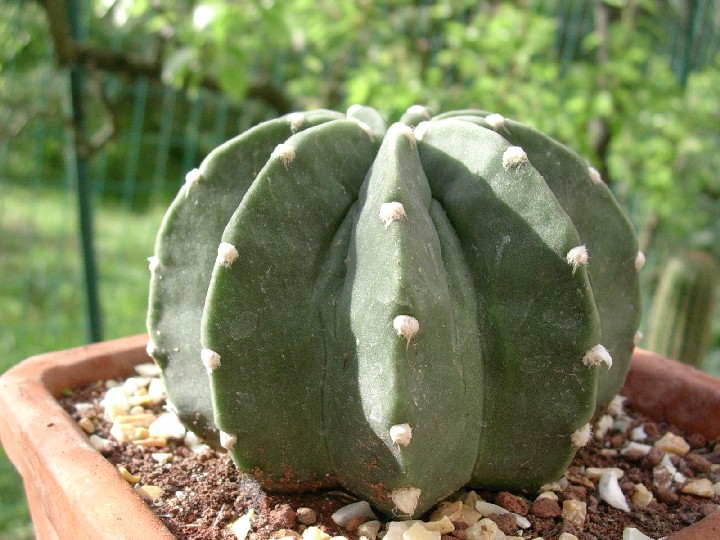Echinopsis subdenudata 