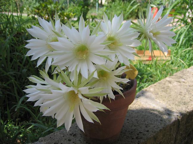 Echinopsis subdenudata 