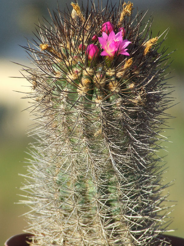 Eriosyce subgibbosa 