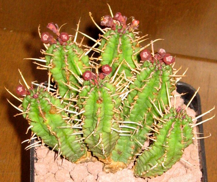Euphorbia submammillaris 