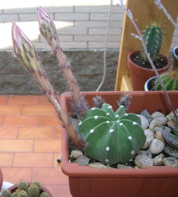 Echinopsis subdenudata 