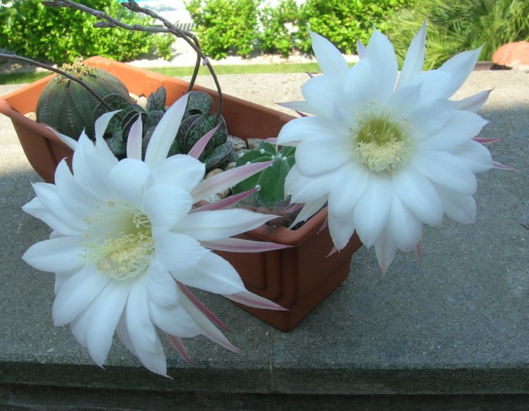 Echinopsis subdenudata 