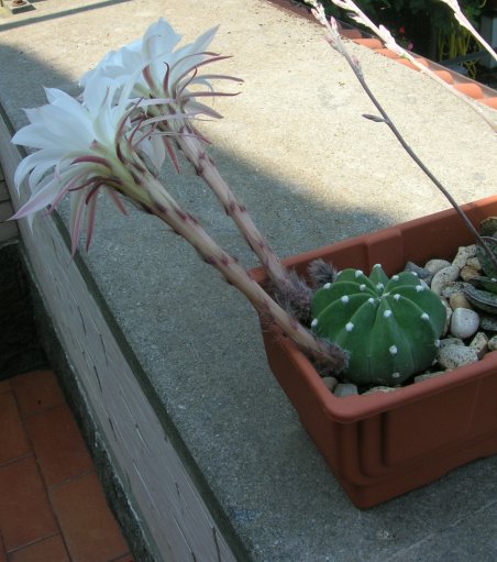 Echinopsis subdenudata 