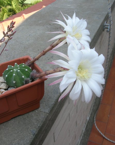 Echinopsis subdenudata 