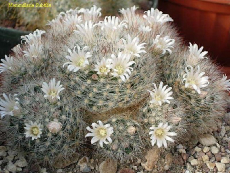 Mammillaria subtilis 