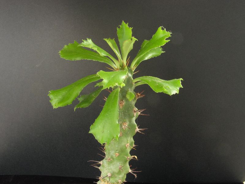Euphorbia sudanica 
