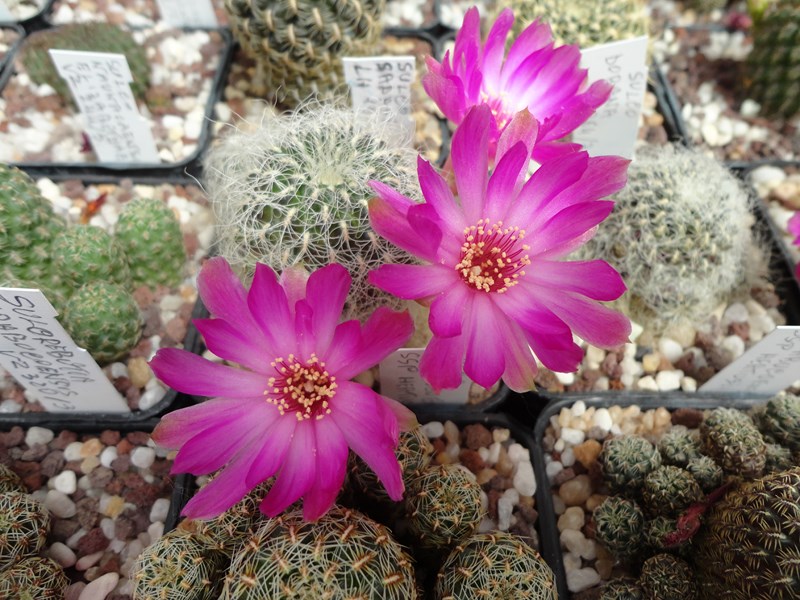 Sulcorebutia tarabucoensis v. hertusii kk 2005