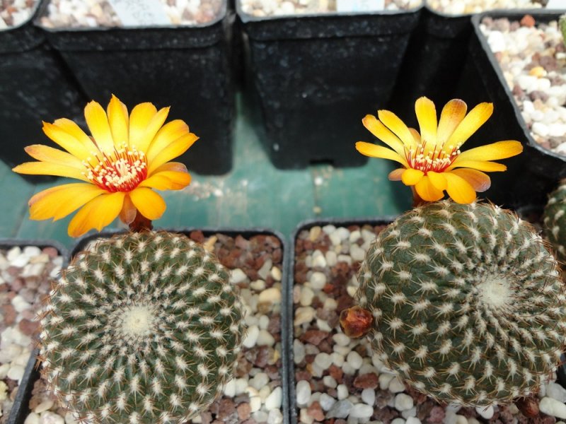 Sulcorebutia arenacea HS 30